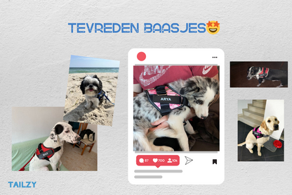 🐶 Gepersonaliseerde Anti-Trek Hondentuigje ™